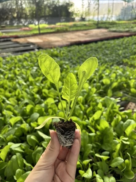 Combo 10 cây giống Bó xôi_thumbnail_3