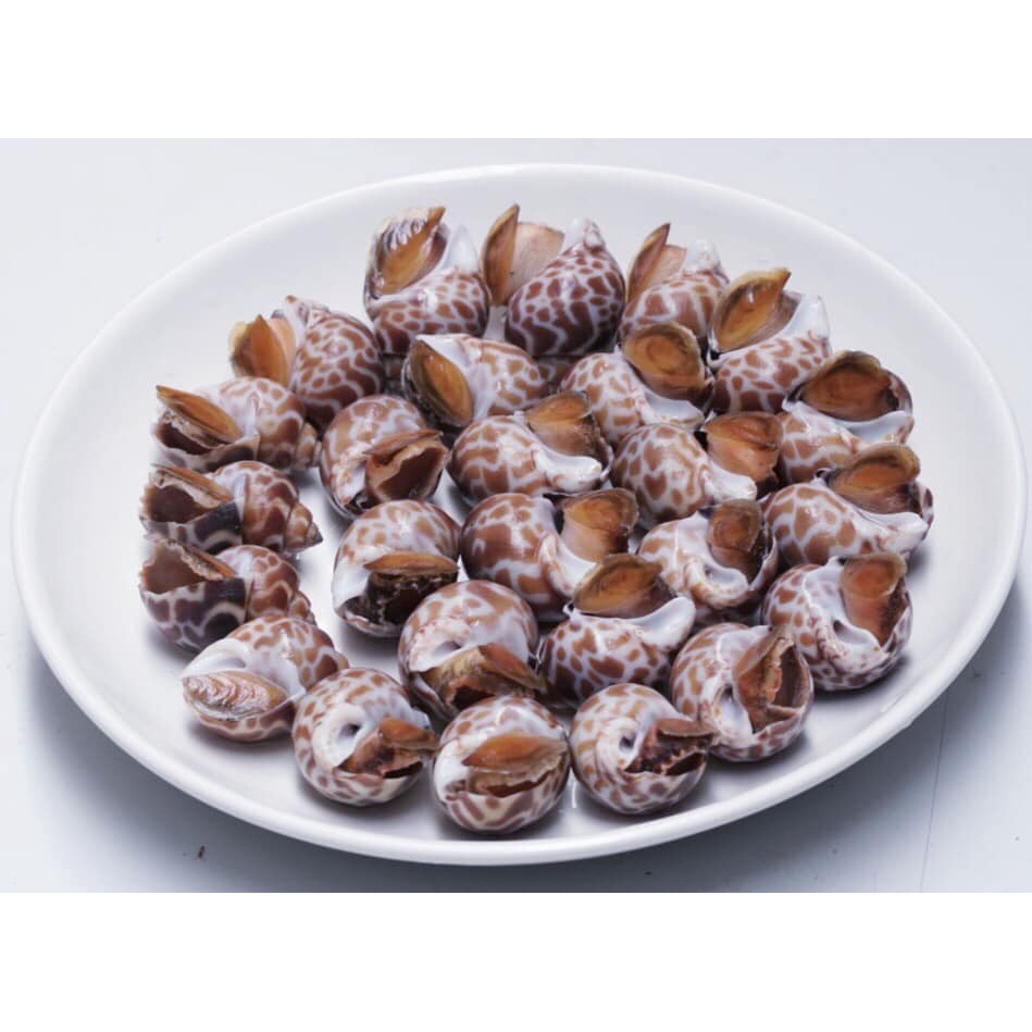 Ốc hương quế Indonesia _thumbnail_2