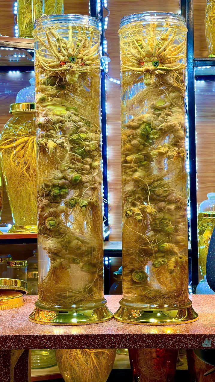 SÂM NGỌC LINH BONSAI RỒNG 20L