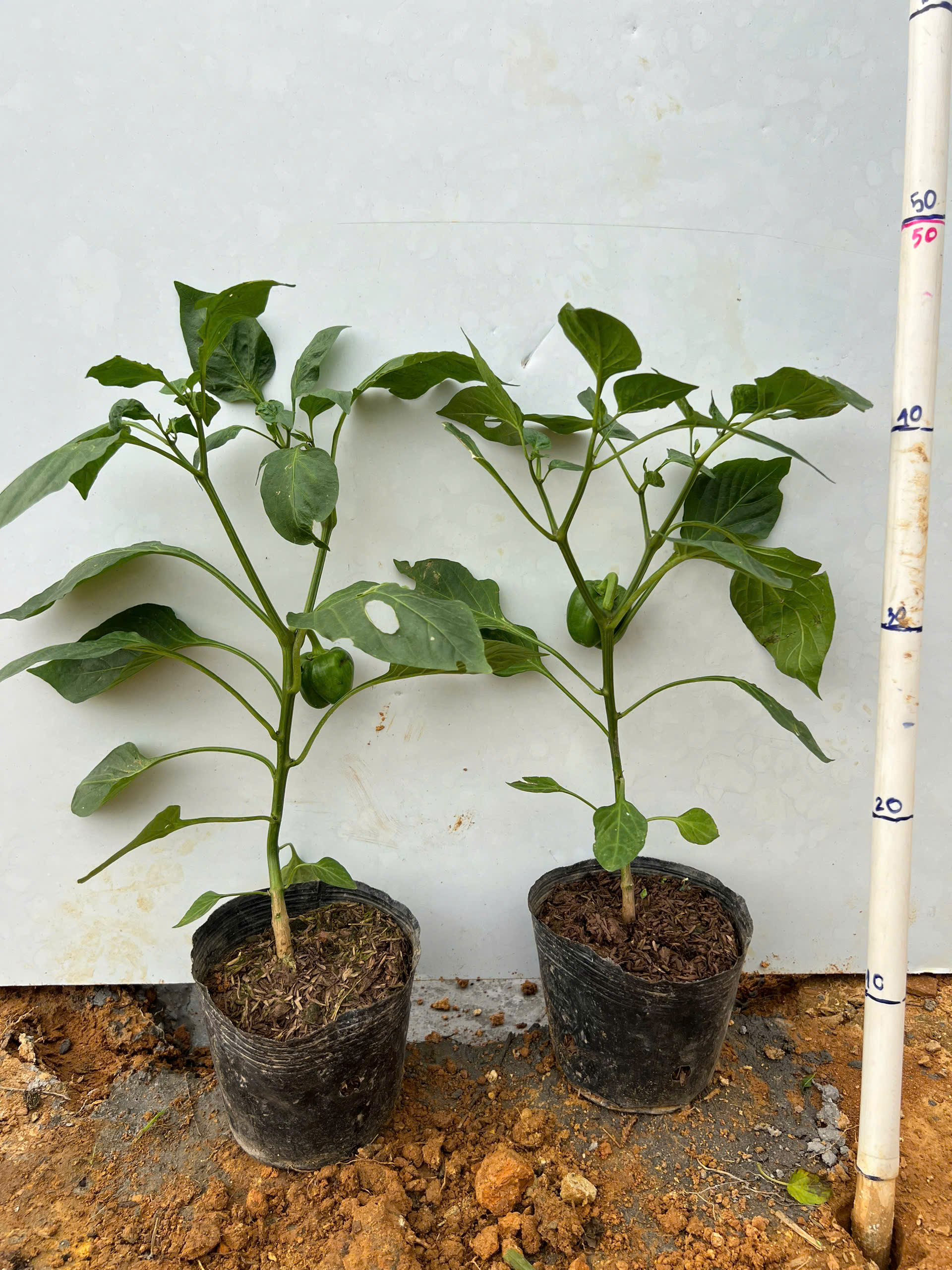 Ớt chuông cao 25-35cm PT141 CALATA