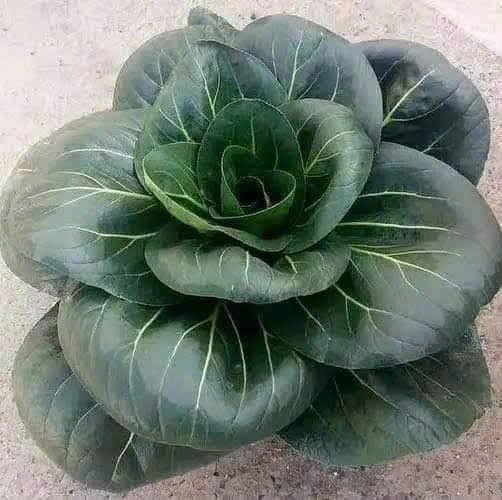 Combo 10 cây giống Cải thìa siêu xanh ươm sẵn_thumbnail_2