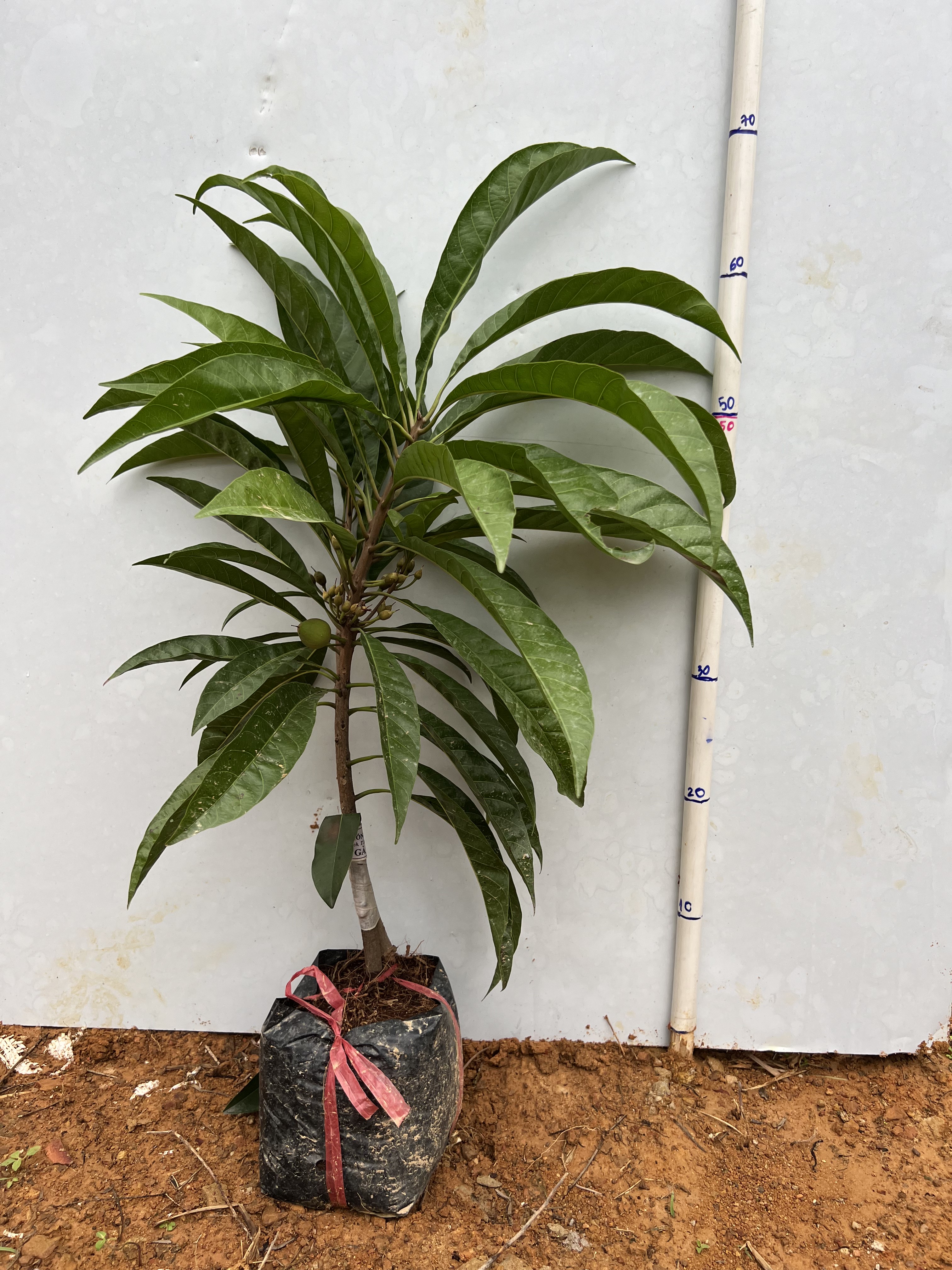 Trứng gà Thái 45-55cm PT13 CALATA