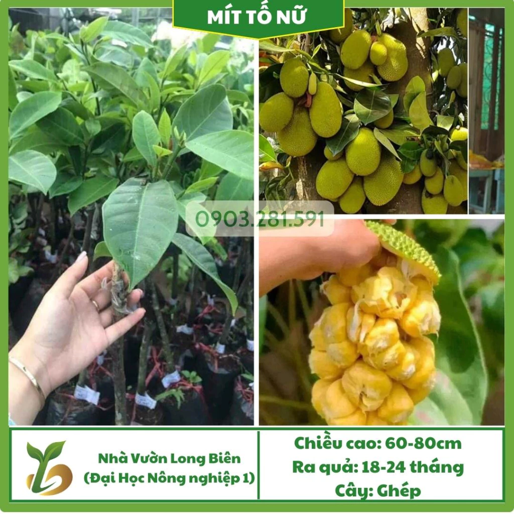 Mít Tố Nữ_thumbnail_0