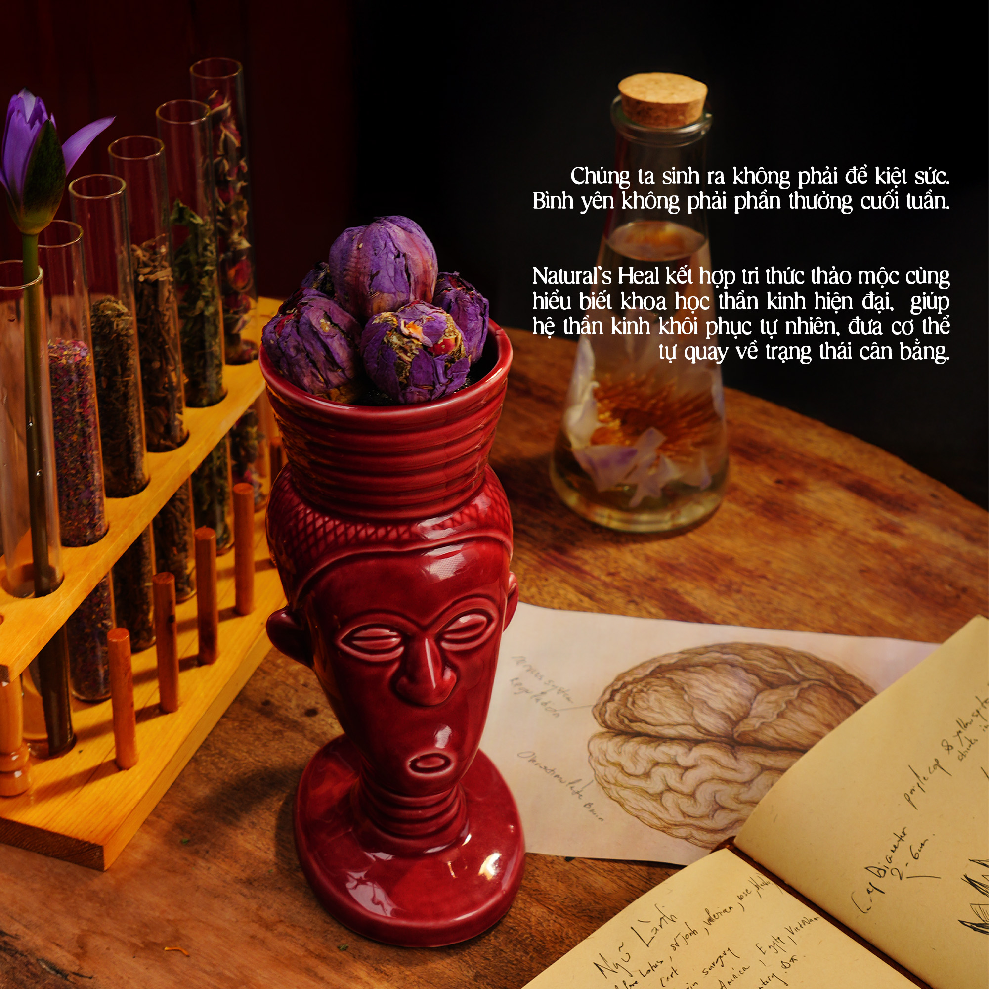 Trà Ngũ Lành - Giảm Căng Thẳng & Điều Hòa Thần Kinh & Ngủ Sâu Tự Nhiên | Natural’s Heal_thumbnail_3