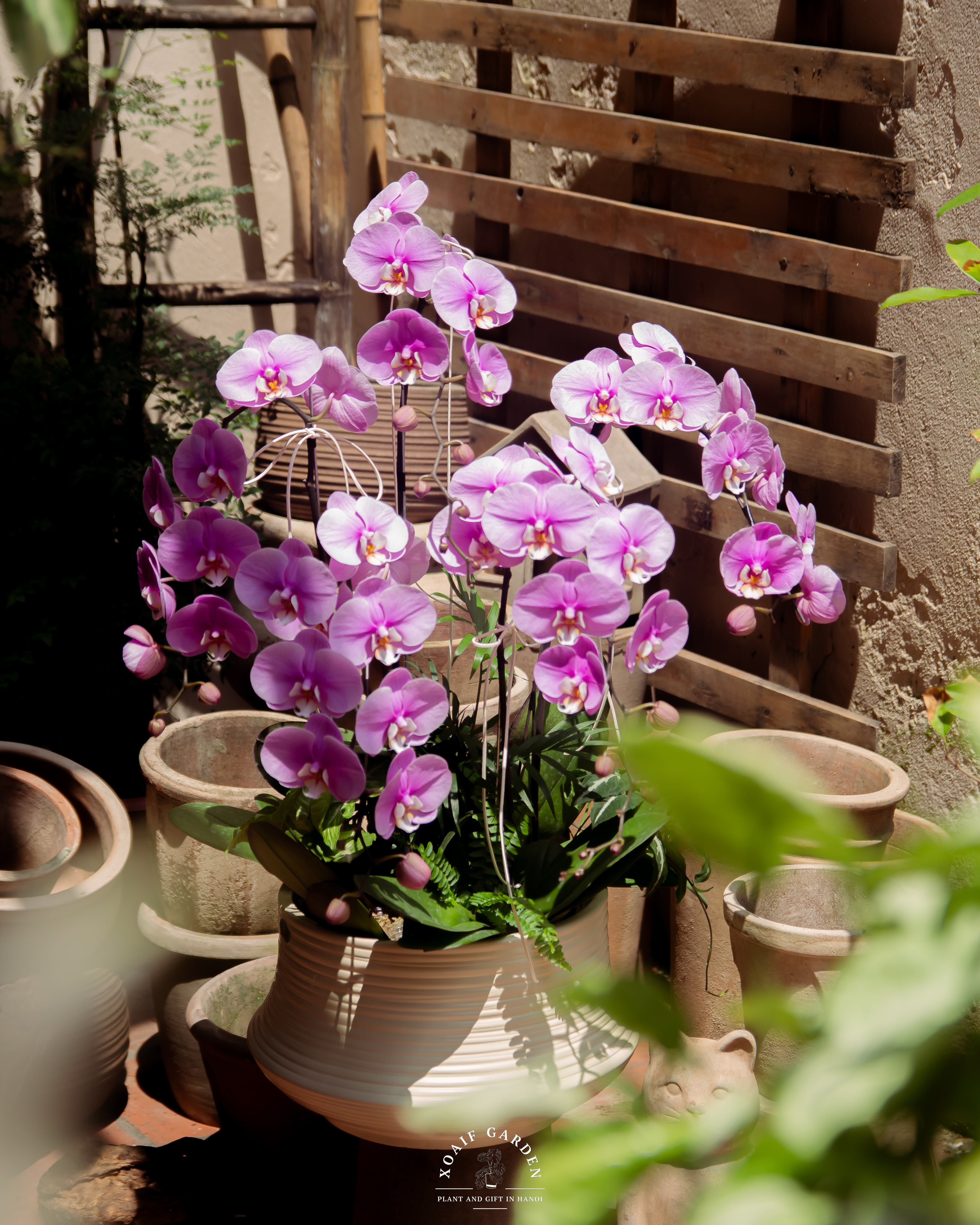 LAN HỒ ĐIỆP PHÚC TÍM_thumbnail_4