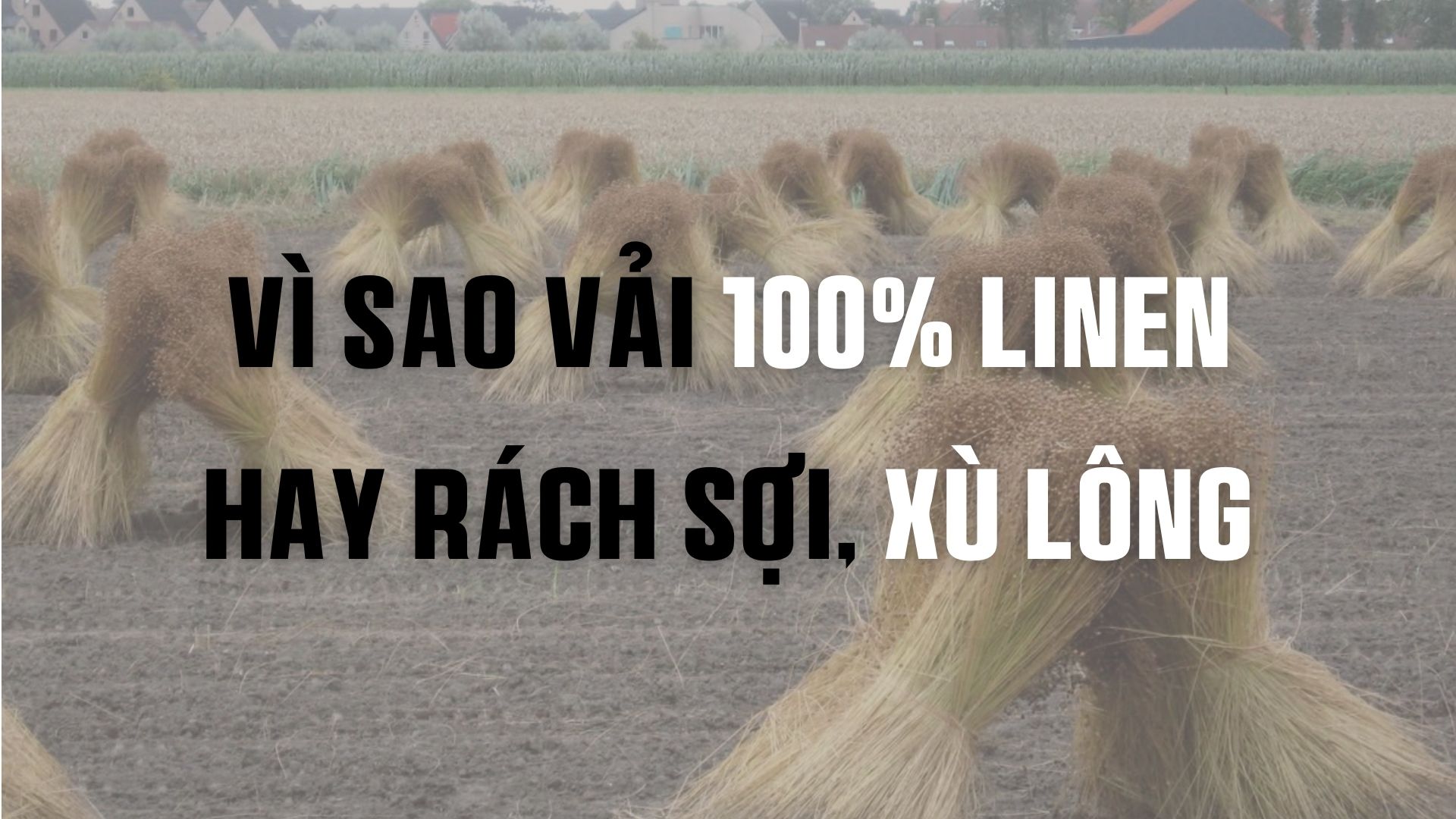 Vì sao vải 100% linen hay bị rách sợi và xù lông