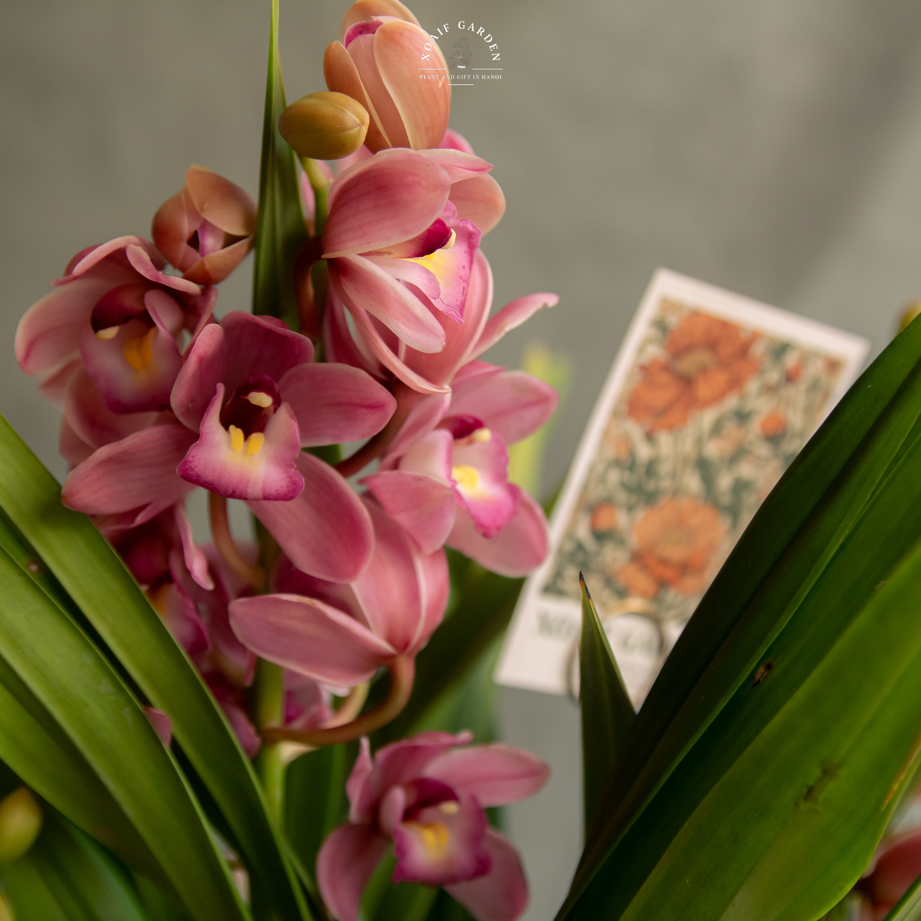 SET ĐỊA LAN MIX PHONG THỦY CAO CẤP XANH DƯƠNG_thumbnail_4