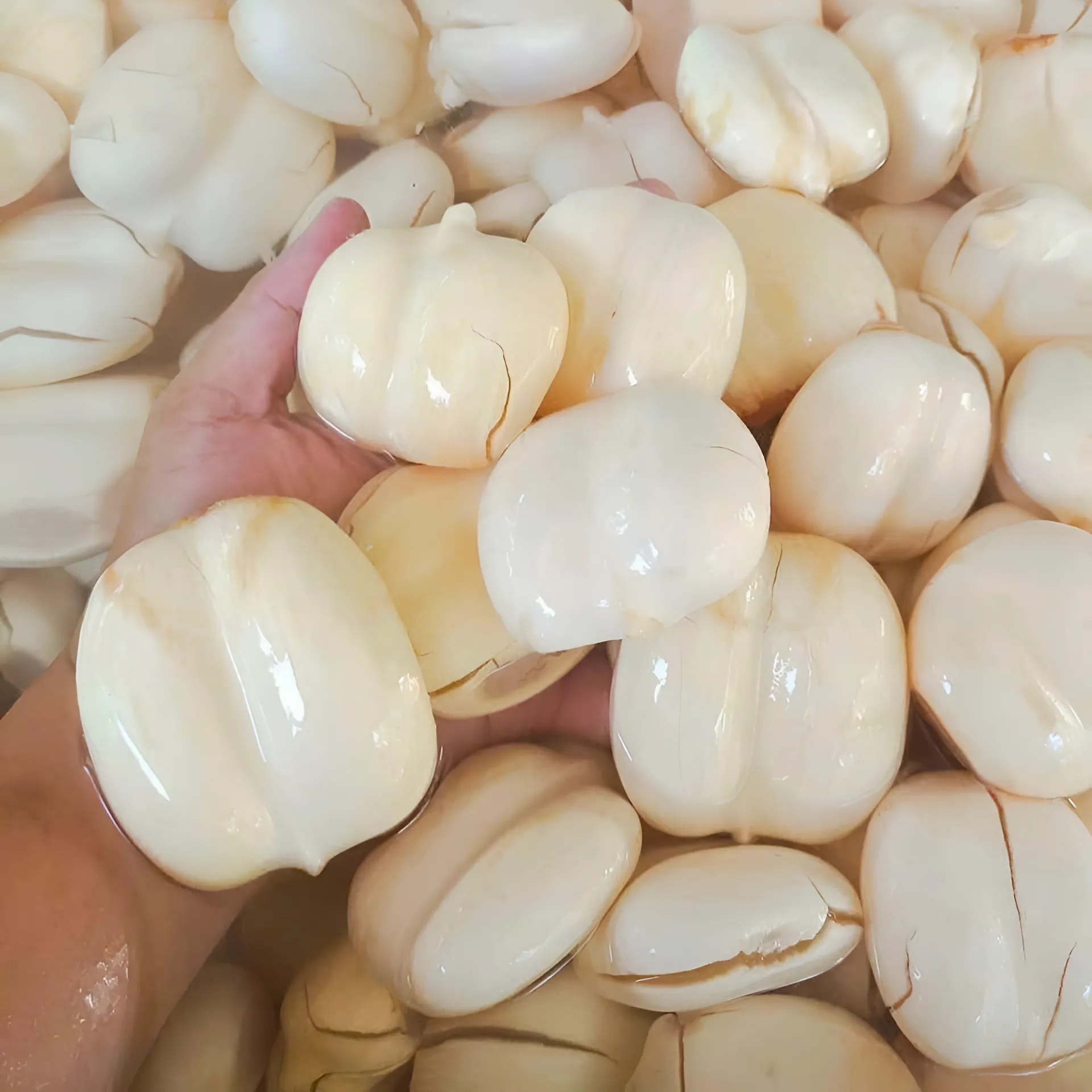 Thốt Nốt Tươi_thumbnail_0