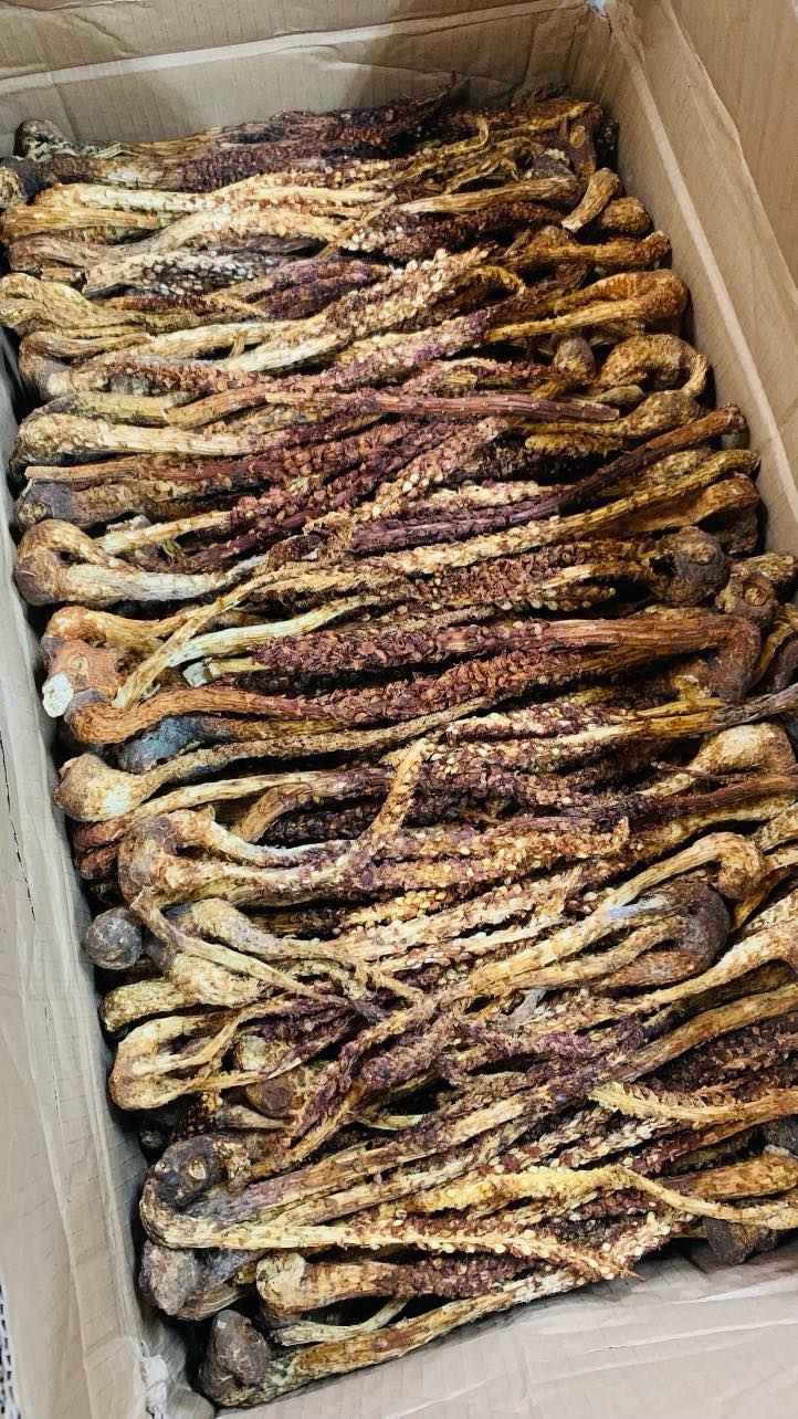 CỎ BẤT LÃO NGÂM SÂM TRƯỜNG BẠCH (LIÊN HỆ NHẬN BÁO GIÁ)