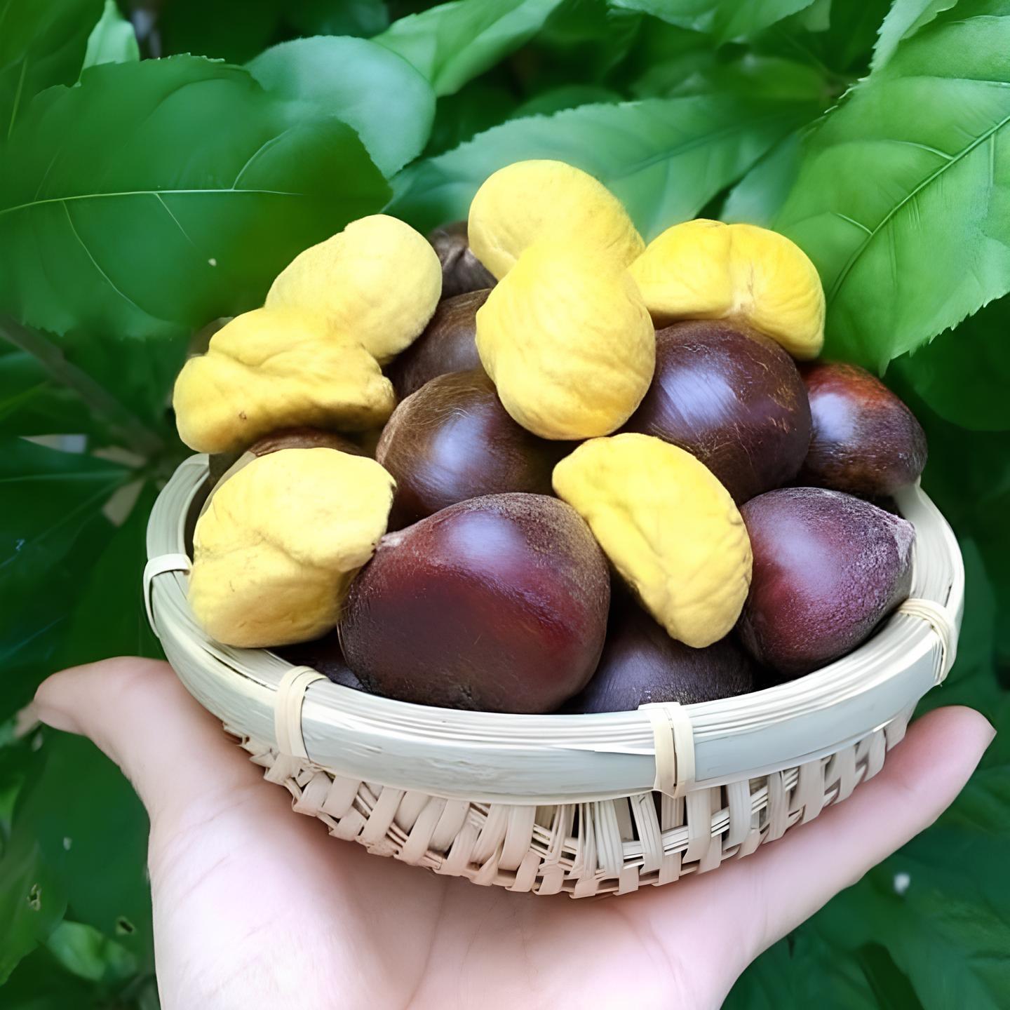 Hạt Dẻ Tươi