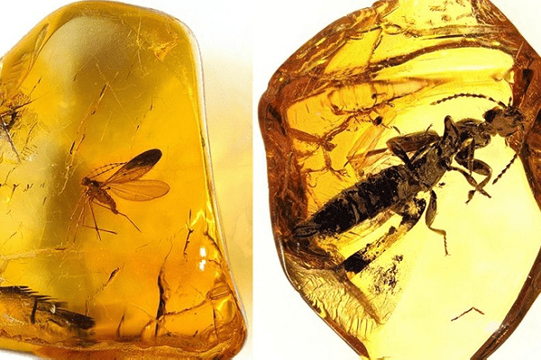 Hổ Phách Chứa Côn Trùng Có Phải Là Hổ Phách Thật Không?