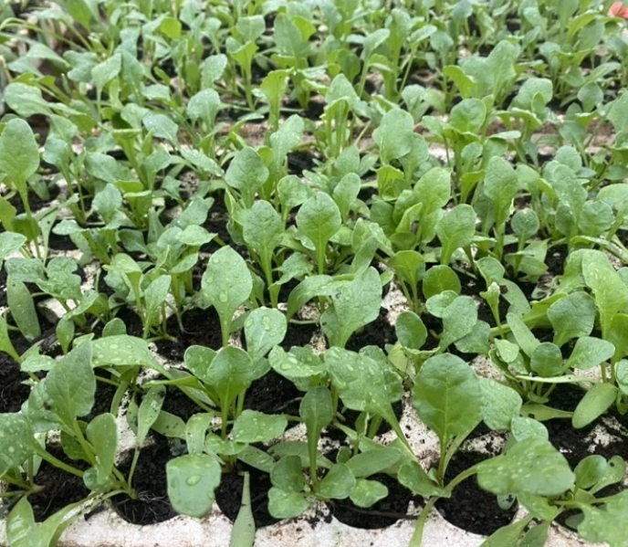 Combo 10 cây giống Bó xôi