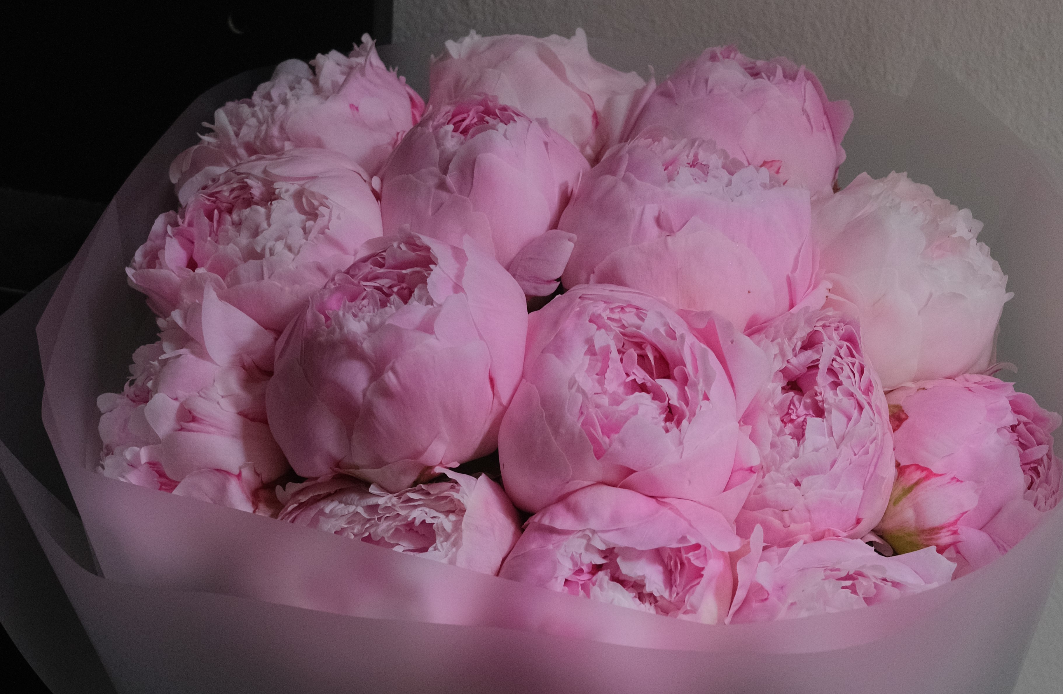 Peony Hà Lan/ Newzeland_5