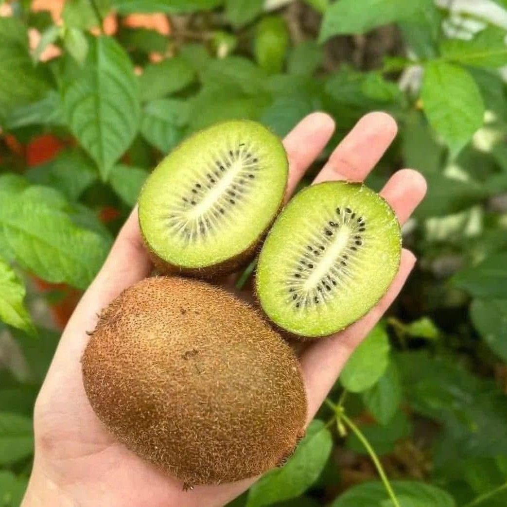 Kiwi Xanh_thumbnail_3