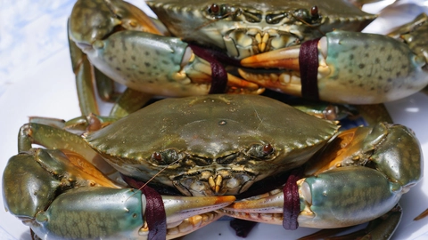 Cua biển Thuận An Chắc thịt, Nhiều gạch - Cam kết 1 Đổi 1 nếu Ốp