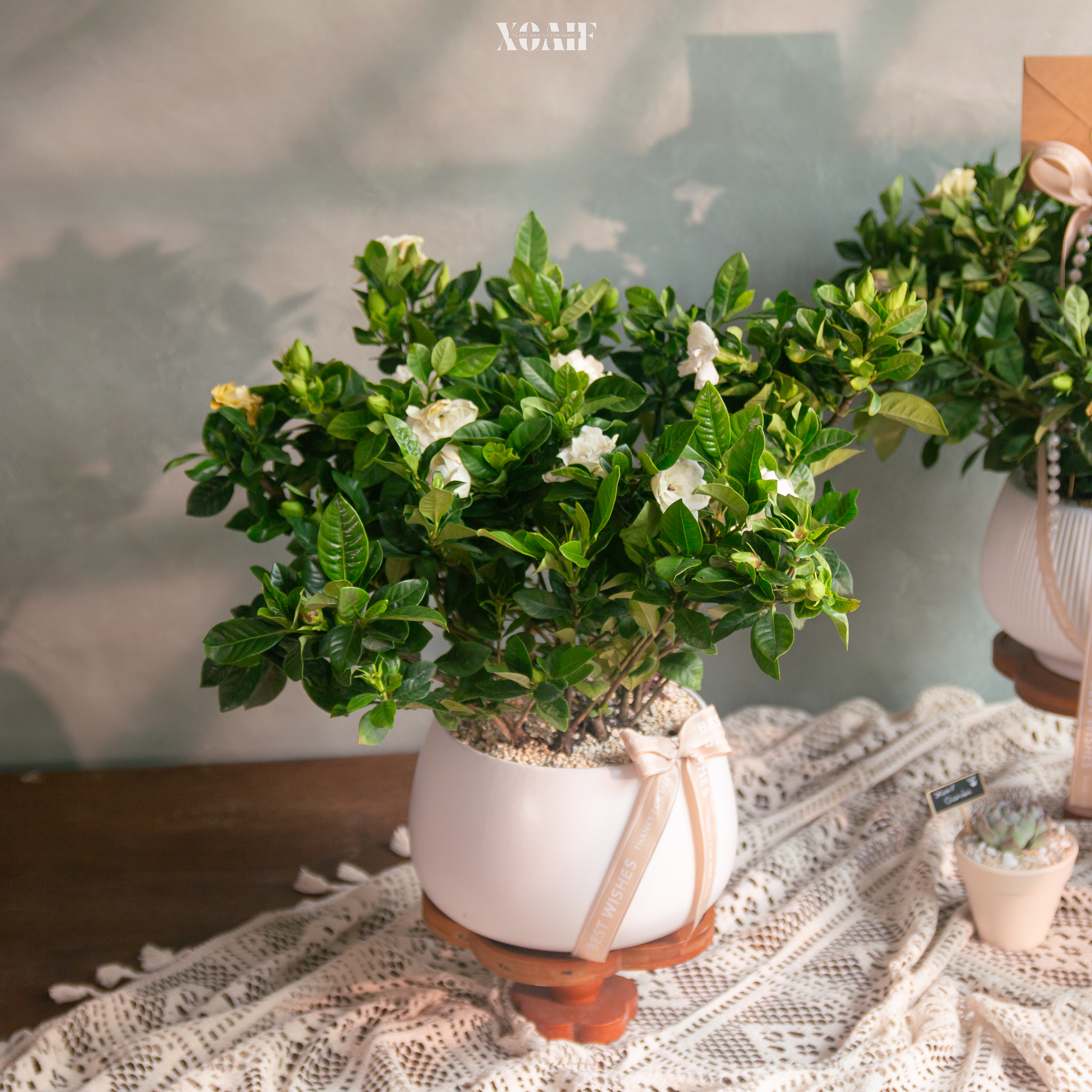 BẠCH THIÊN HƯƠNG_thumbnail_4