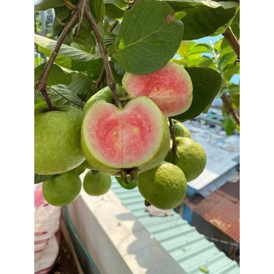 Ổi Ruby_thumbnail_3