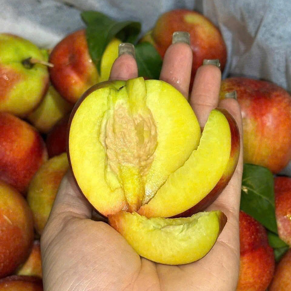 Đào Lòng Vàng_thumbnail_2