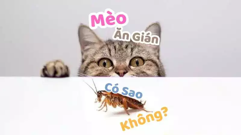 Mèo ăn gián được không? Làm gì khi phát hiện mèo ăn gián?