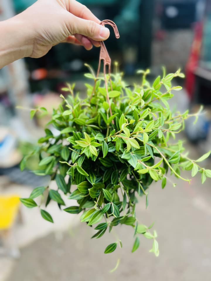 BÌNH AN RỦ NHỎ
