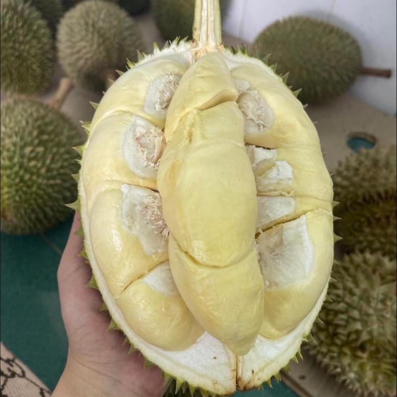Sầu Riêng Chuồng Bò_thumbnail_0