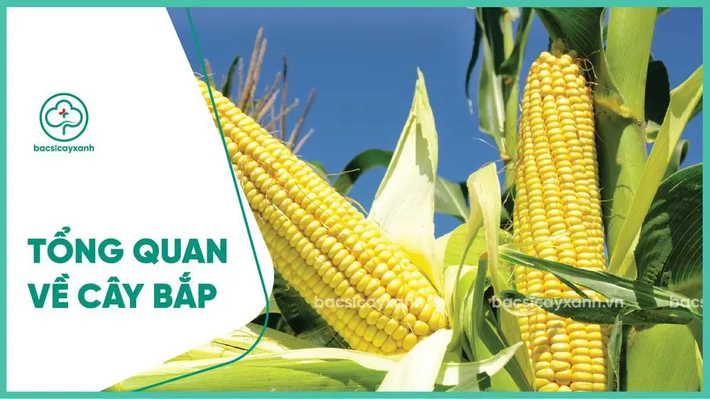 Tổng quan về cây bắp ngô