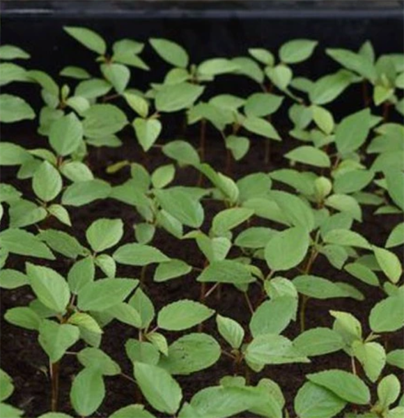 Rau đay_thumbnail_1