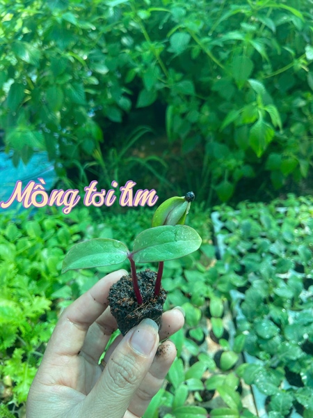 Combo 10 cây giống Mồng tơi tím