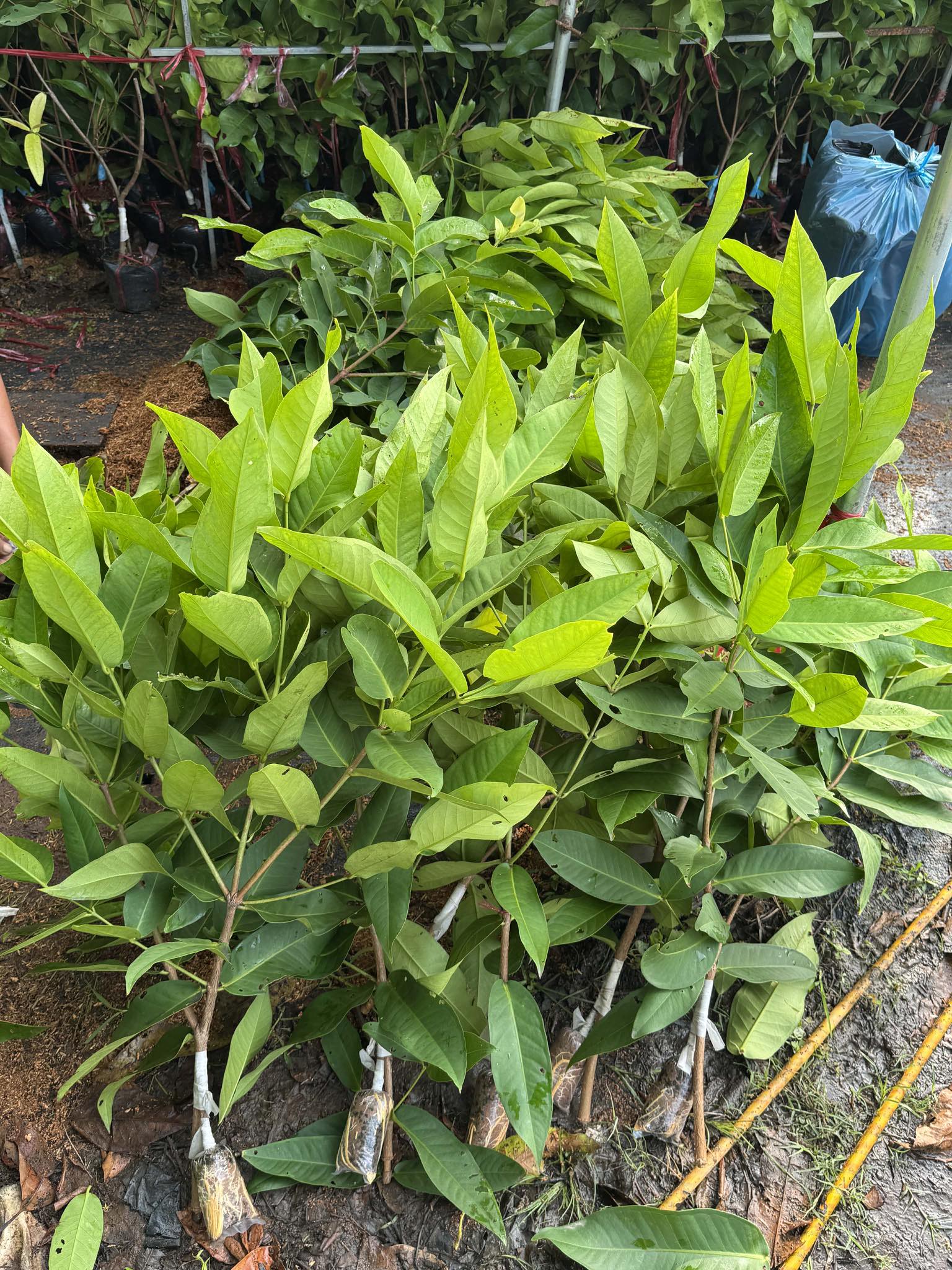 Mận MDH ghép chui cành cao 50-60cm MDH-01 CALATA_thumbnail_2