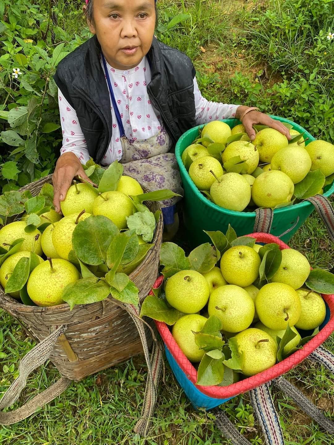 Lê Đường Mật Hà Giang_thumbnail_3