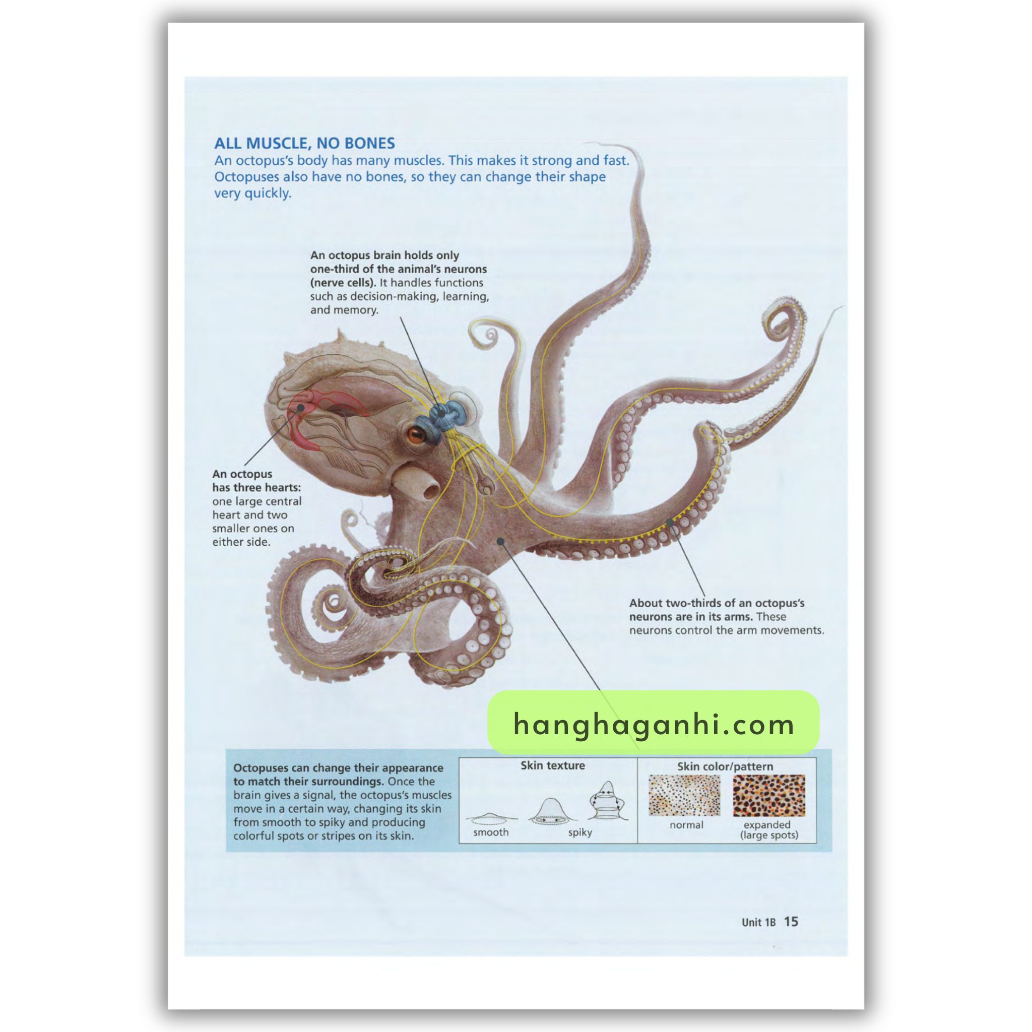Reading Explorer 1 Student’s Book 3rd Edition_thumbnail_14