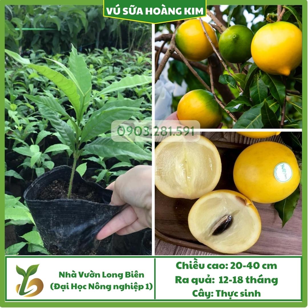 Vú Sữa Hoàng Kim