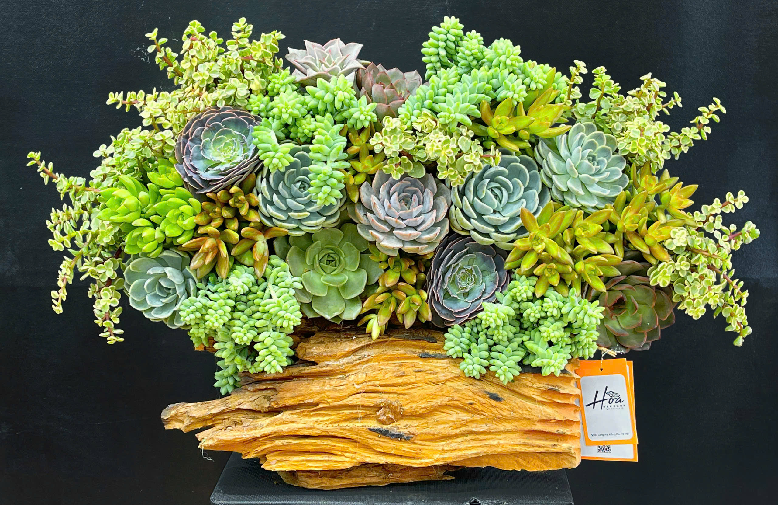 Lũa sen đá nhỏ xinh