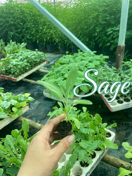 Combo 10 cây giống Sage