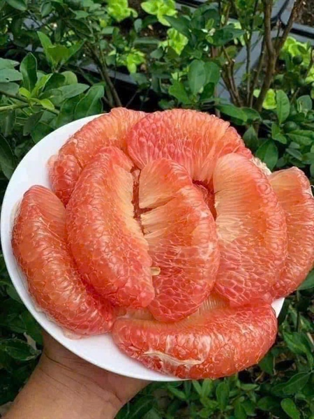 Bưởi hồng da xanh Vĩnh Long