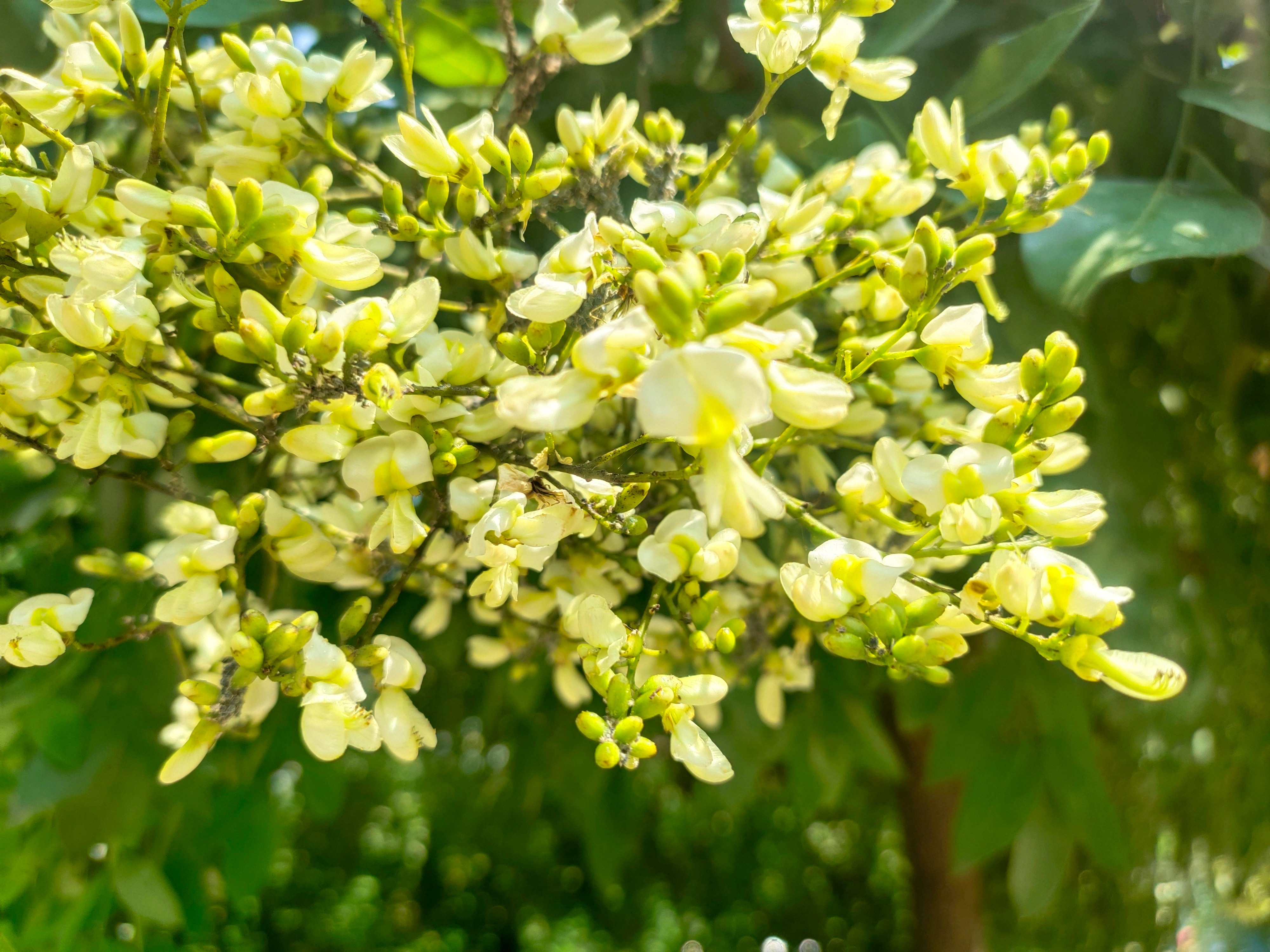 HOA HOÈ- THANH NHIỆT, AN THẦN