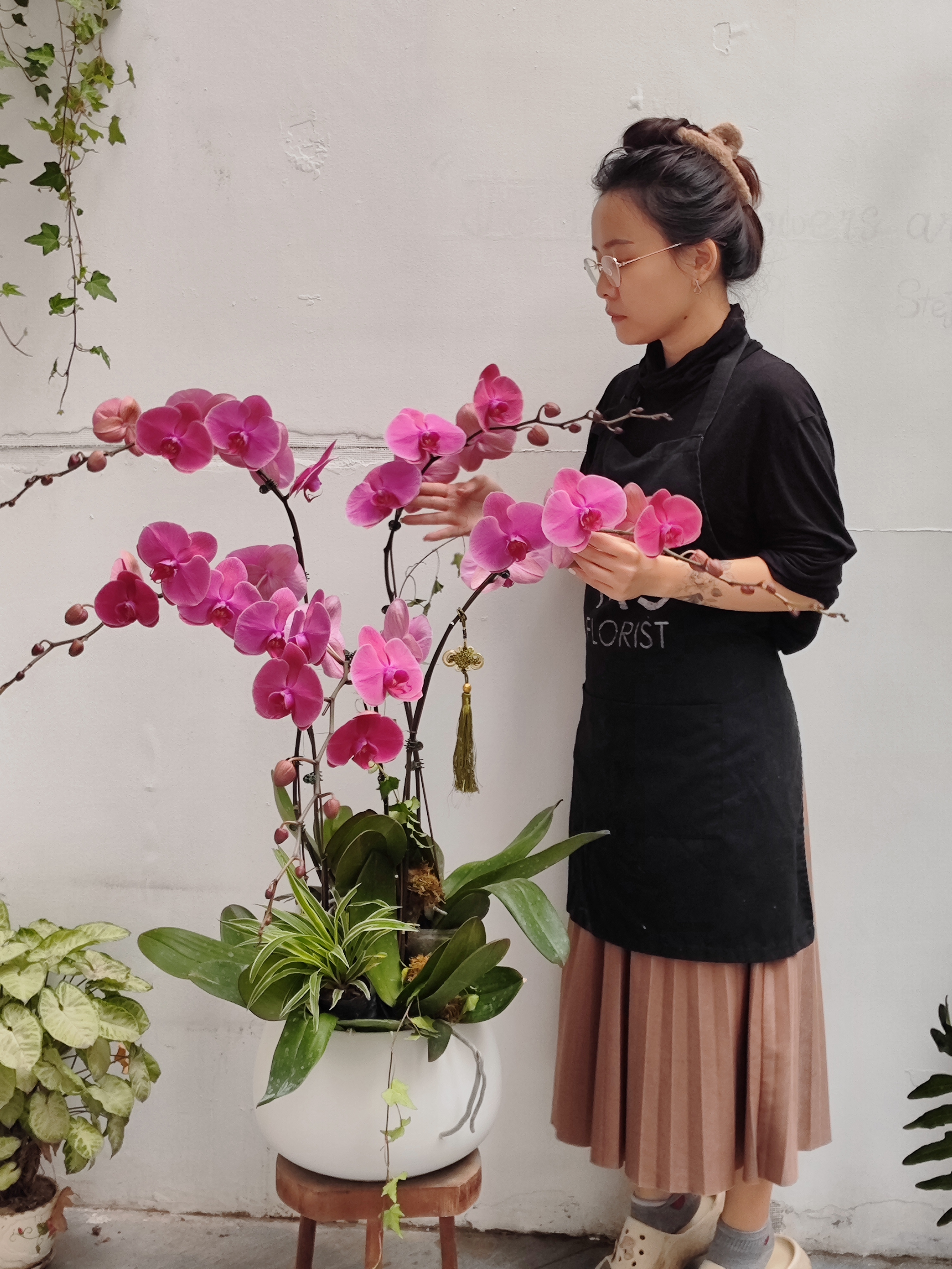 Chậu Lan Hồ Điệp (Đại Lan) - Màu Tím Đỏ - 5 cây