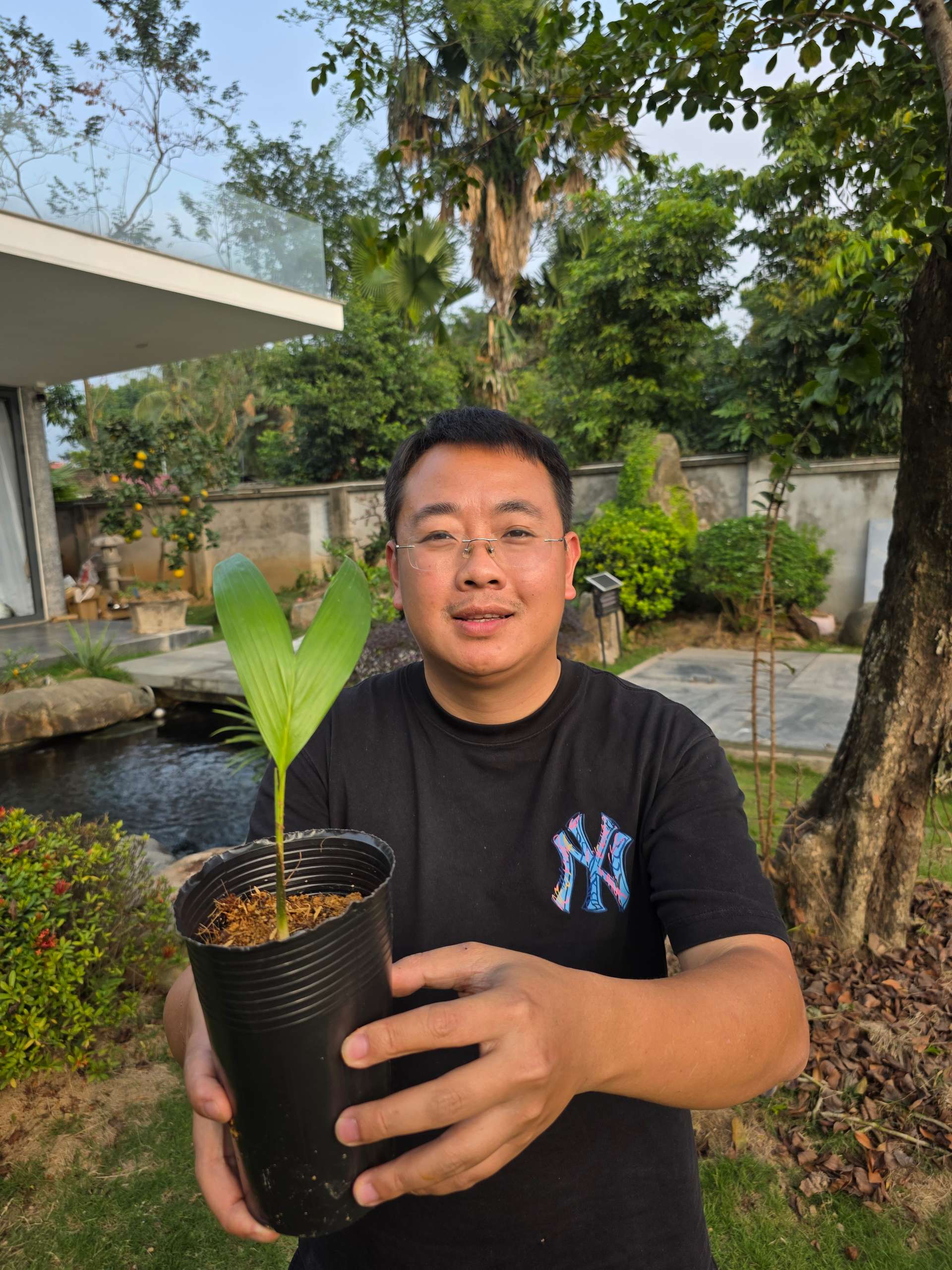 Cọ đào Pupuha cây hạt thực sinh 15-20cm PPH-01 CALATA_thumbnail_3