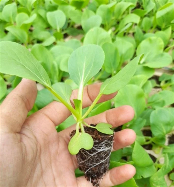 Combo 10 cây giống Cải thìa xanh