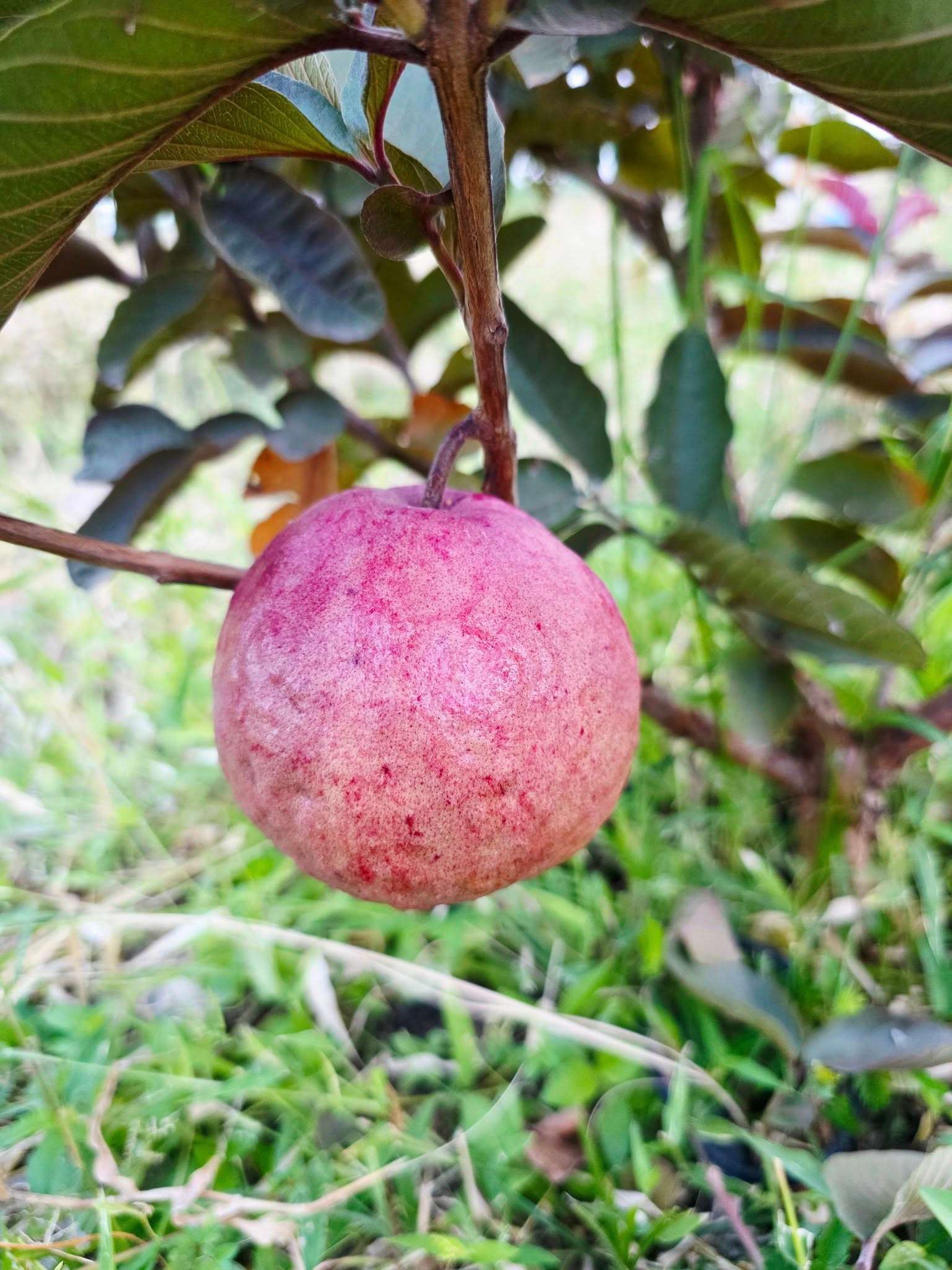 Ổi Sisaket 3 ghép cành cao 45-60cm OSK-01 CALATA_thumbnail_2