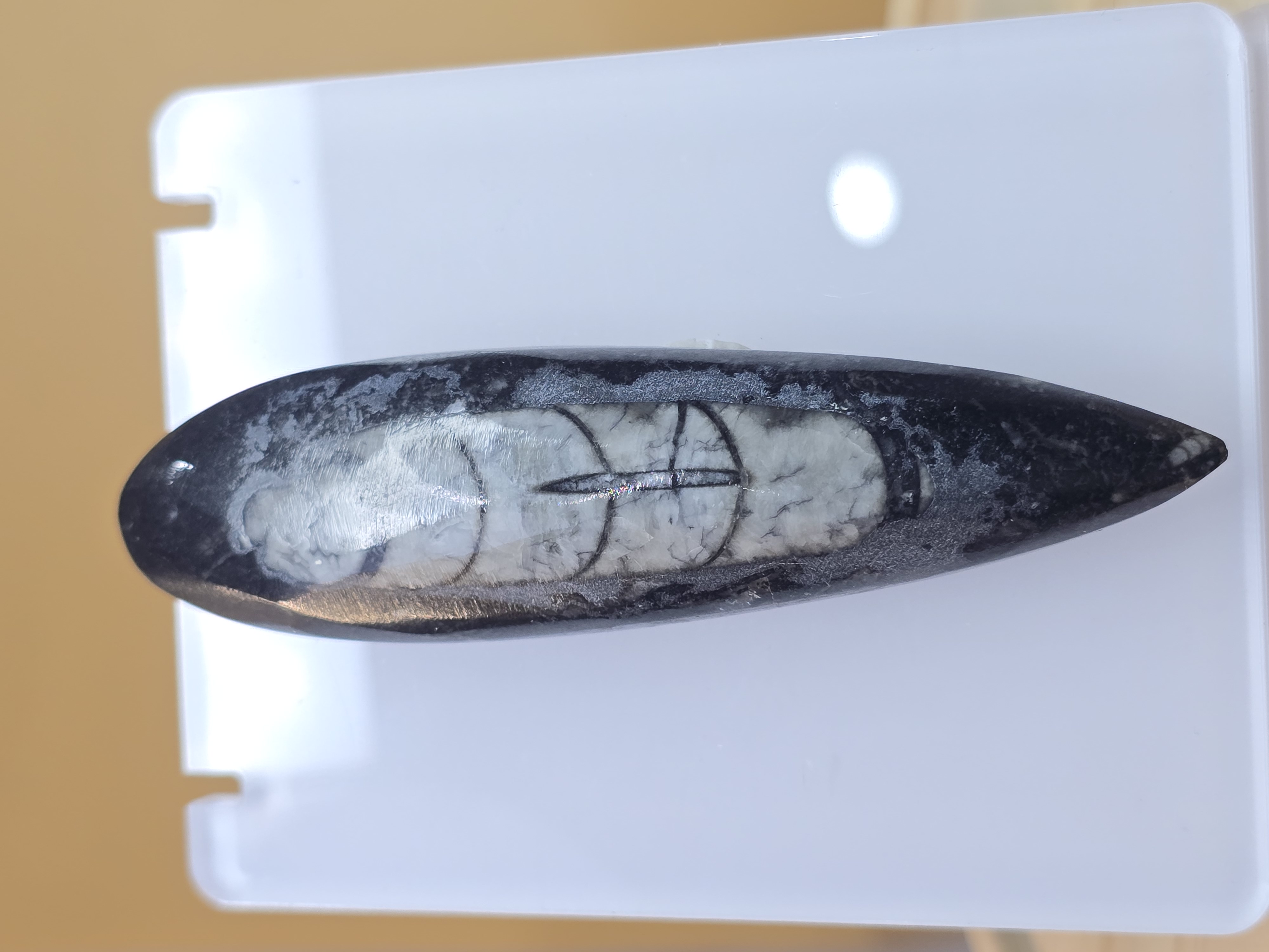 Hóa thạch Orthoceras - Morocco_thumbnail_3