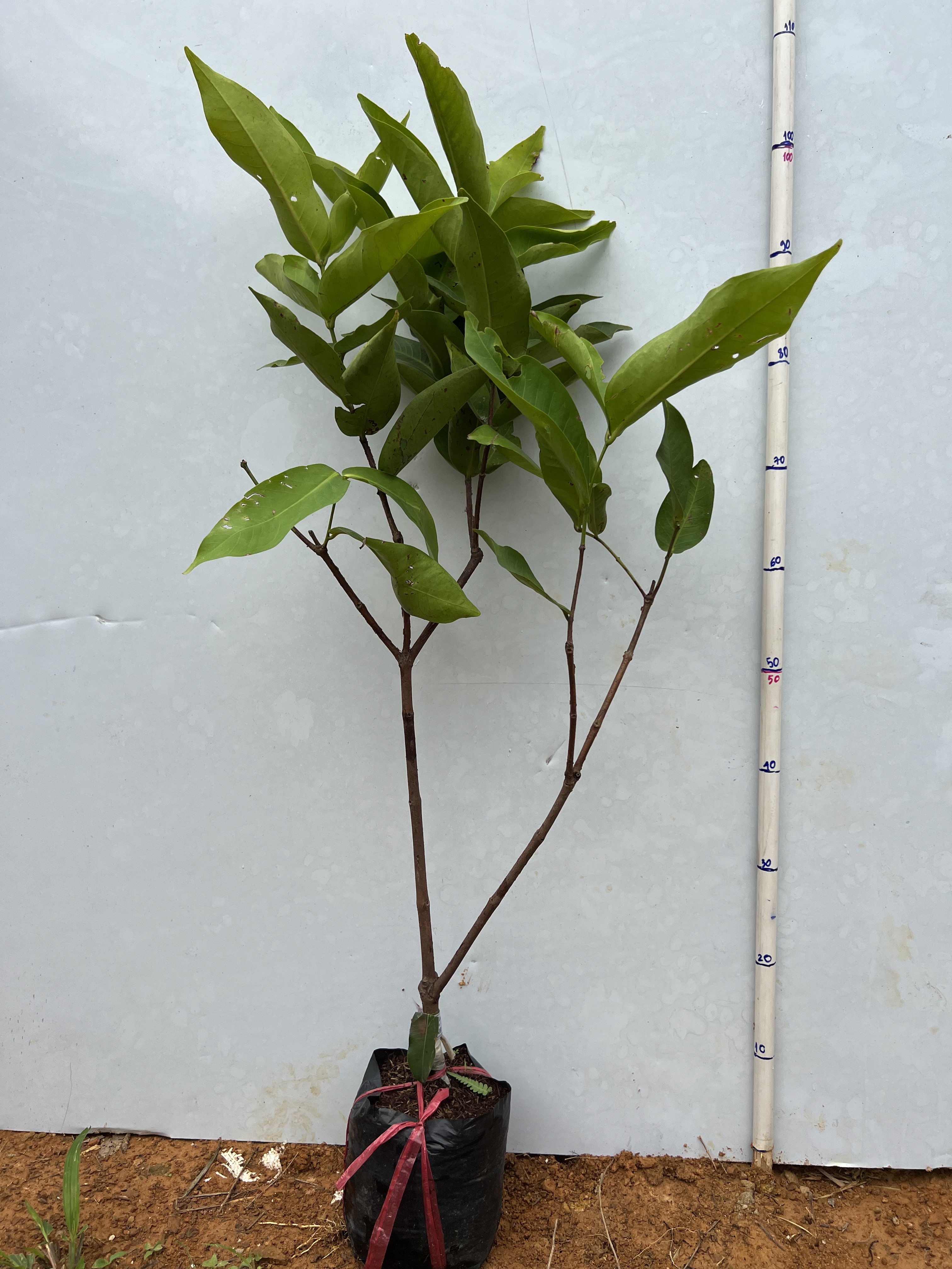 Mận tam hoa cao 50-60cm PT21 CALATA