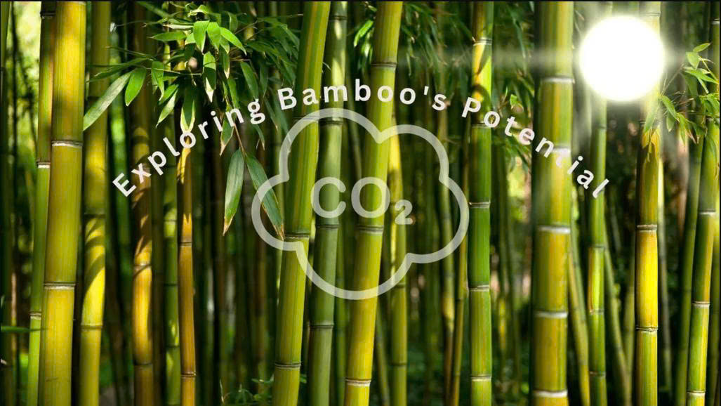Bamboo in Renewable Energy: Exploring Biofuel Potential