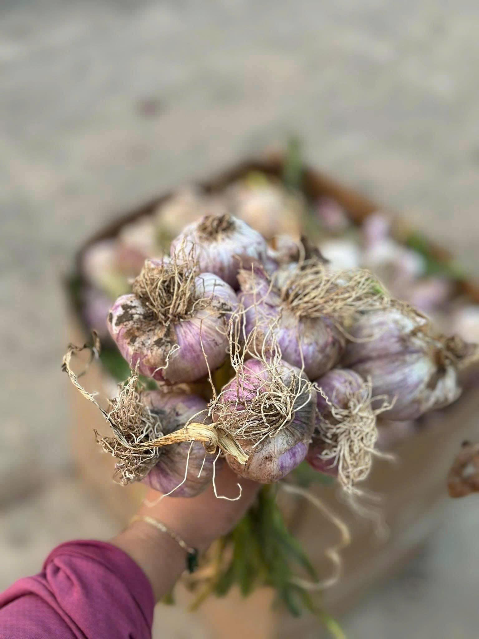 Tỏi Mộc Châu_thumbnail_3