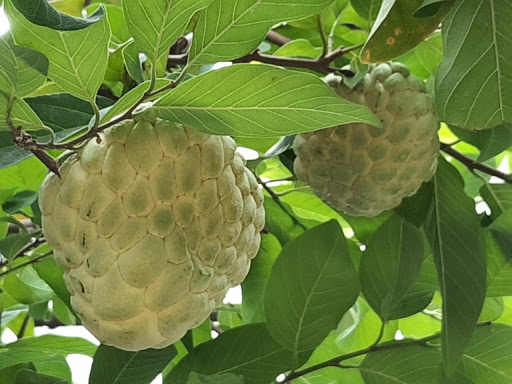 Na Thái (cây nuôi)_thumbnail_1