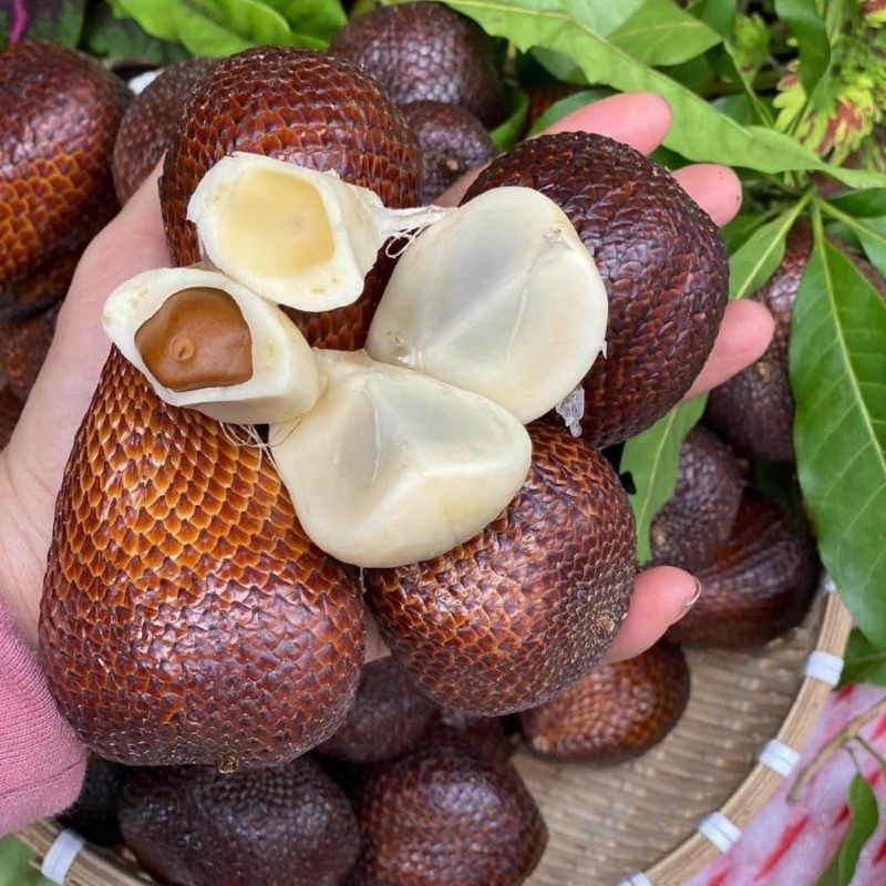 Mây Bali_thumbnail_3