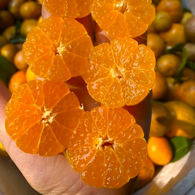 Quýt Mường Cơi (Sơn La)_thumbnail_4
