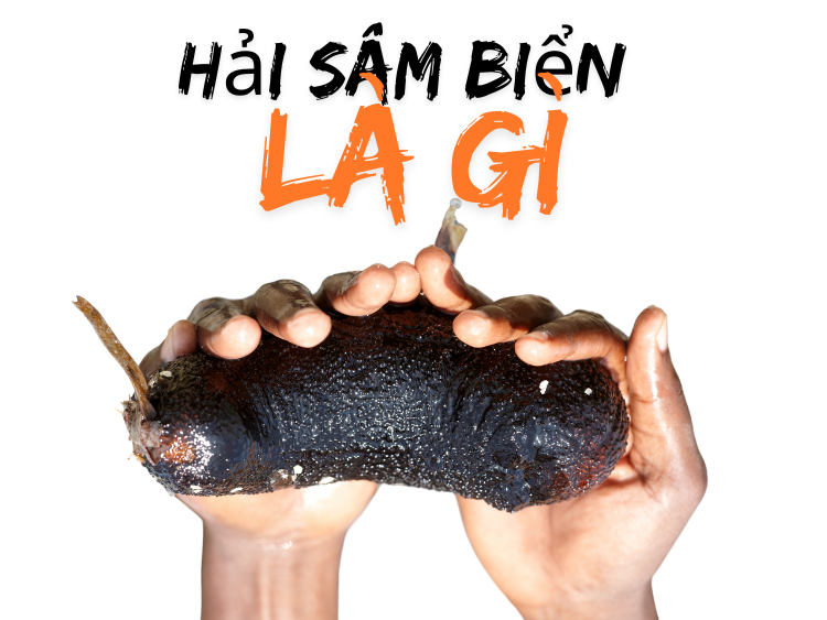 Hải sâm là gì? Lợi ích của, hải sâm đối với sức khỏe