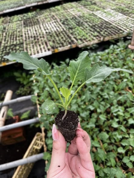 Su hào xanh_thumbnail_3