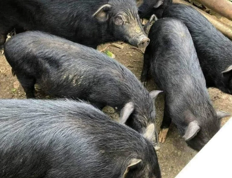 5 Cách chế biến thịt lợn cắp nách